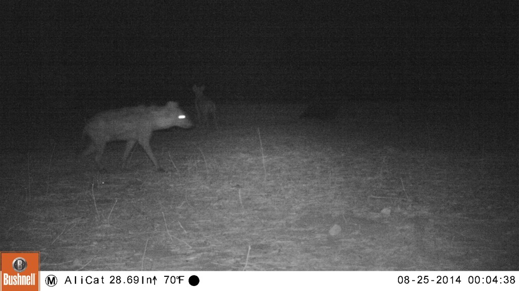 Two hyena's caught on the camera trap in Nyamepi