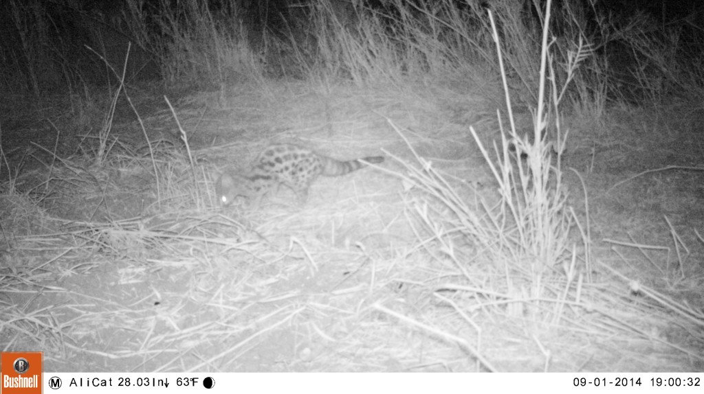 Spotted genet in camp at Limpopo River Lodge
