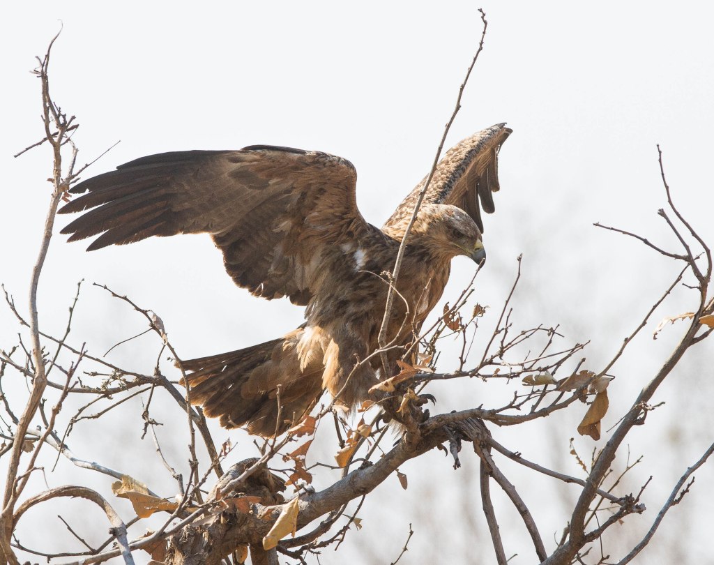 Tawny eagle coming in to land near the ellie carcass